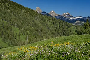 USA, Wyoming. Geranium and arrowleaf balsamroot wildflowers in meadow west side of Teton USA, Wyoming. Geranium and arrowleaf balsamroot wildflowers in meadow west side of Teton