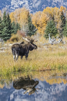 USA, Wyoming, Grand Teton National Park, a Bull Moose stands near the Snake River USA, Wyoming, Grand Teton National Park, a Bull Moose stands near the Snake River