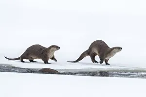 USA, Wyoming, Grand Teton National Park. River otters on snow USA, Wyoming, Grand Teton National Park. River otters on snow