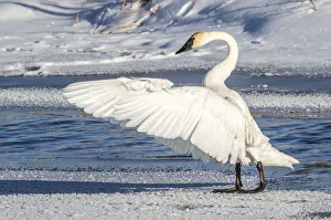 USA, Wyoming, Jackson, Flat Creek. Trumpeter Swan stretching its wings on a USA, Wyoming, Jackson, Flat Creek. Trumpeter Swan stretching its wings on a