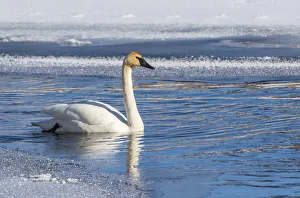 USA, Wyoming. Jackson Hole, Flat Creek, an adult Trumpeter Swan swims on a partially USA, Wyoming. Jackson Hole, Flat Creek, an adult Trumpeter Swan swims on a partially