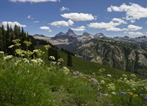 USA, Wyoming. Meadow filled with wildflowers in front of Grand Teton USA, Wyoming. Meadow filled with wildflowers in front of Grand Teton