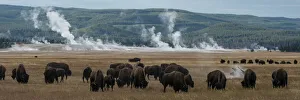 USA, Wyoming. Panoramic image of bison herd with steaming geysers USA, Wyoming. Panoramic image of bison herd with steaming geysers