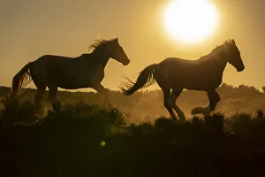 USA, Wyoming. Running wild horses silhouetted at sunset USA, Wyoming. Running wild horses silhouetted at sunset