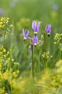 USA, Wyoming. Shooting star (Dodecatheon sp.), in a meadow, Yellowstone National Park USA, Wyoming. Shooting star (Dodecatheon sp.), in a meadow, Yellowstone National Park