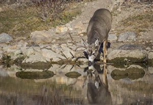 USA, Wyoming, Sublette County, Boulder Creek, A mule deer buck drinks from a creek USA, Wyoming, Sublette County, Boulder Creek, A mule deer buck drinks from a creek