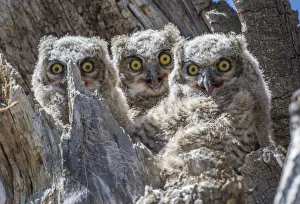 USA, Wyoming, Sublette County. Pinedale, three Great Horned owl chicks look out USA, Wyoming, Sublette County. Pinedale, three Great Horned owl chicks look out