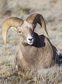 USA, Wyoming, Teton County, National Elk Refuge, Bighorn sheep ram lying down USA, Wyoming, Teton County, National Elk Refuge, Bighorn sheep ram lying down