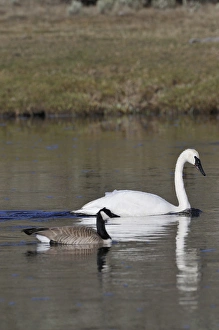 USA, Wyoming, Trumpeter Swan, Canada Goose, Yellowstone National Park USA, Wyoming, Trumpeter Swan, Canada Goose, Yellowstone National Park