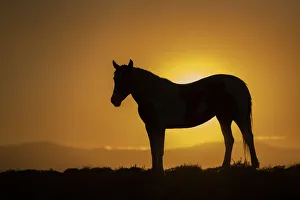 USA, Wyoming. Wild horse silhouetted at sunset USA, Wyoming. Wild horse silhouetted at sunset
