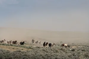 USA, Wyoming. Wild horses create dust cloud while trotting to desert waterhole USA, Wyoming. Wild horses create dust cloud while trotting to desert waterhole