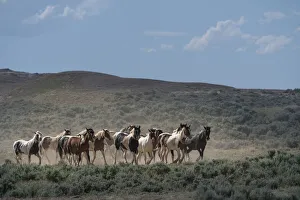USA, Wyoming. Wild horses create dust while trotting to desert waterhole USA, Wyoming. Wild horses create dust while trotting to desert waterhole