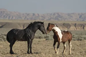 USA, Wyoming. Wild horses greeting each other USA, Wyoming. Wild horses greeting each other
