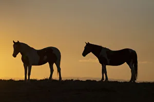 USA, Wyoming. Wild horses silhouetted at sunset USA, Wyoming. Wild horses silhouetted at sunset