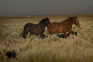 USA, Wyoming. Wild horses trotting across desert sage as rainstorm approaches USA, Wyoming. Wild horses trotting across desert sage as rainstorm approaches