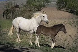 USA, Wyoming. Wild mare and her foal close-up USA, Wyoming. Wild mare and her foal close-up