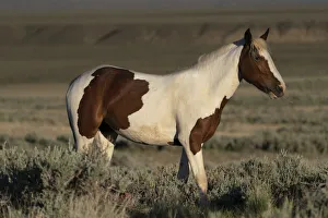 USA, Wyoming. Wild stallion stands in desert sage brush USA, Wyoming. Wild stallion stands in desert sage brush