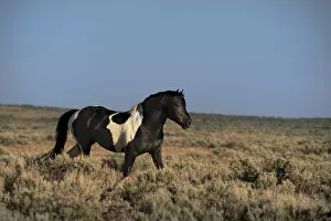 USA, Wyoming. Wild stallion walks in desert sage brush USA, Wyoming. Wild stallion walks in desert sage brush