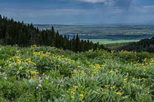 USA, Wyoming. Wildflowers and view of Teton Valley, Idaho, summer USA, Wyoming. Wildflowers and view of Teton Valley, Idaho, summer