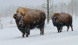 USA, Yellowstone National Park. Bison in winter
