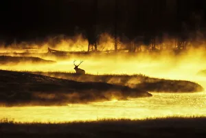 USA, Yellowstone sunrise, steam on Madison River USA, Yellowstone sunrise, steam on Madison River