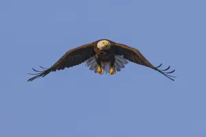 Bald Eagle in Flight Print