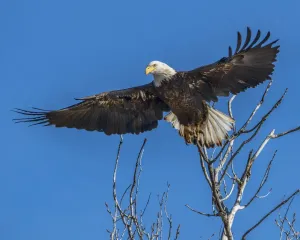 Raptor Images Prints: Bald Eagle launching from tree