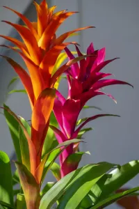 Tropical Foliage Prints: Bromeliad