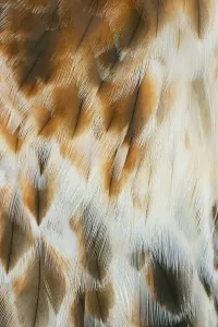 Florida Bird Photography Prints: Feather pattern on Red-tailed hawk, Florida