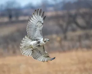 Raptor Bird Photography Prints: Hawk in flight