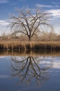 Colorado Winter Landscape Prints: Lone tree reflection