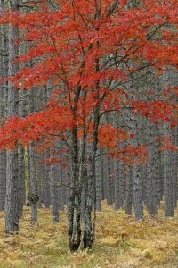 Upper Peninsula Michigan Prints: Red maple tree among pine tree trunks, Hiawatha National Forest