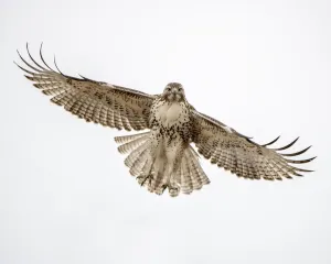 Danita Delimont Wildlife Images Prints: Red-tailed hawk doing a fly by