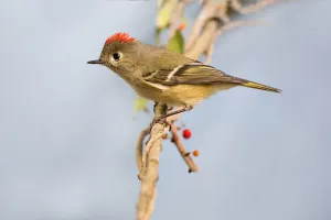 Ruby-crowned Kinglet Print on Limb