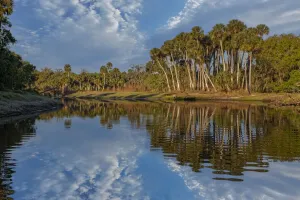 Sable palms reflected on the Econlockhatchee River Print