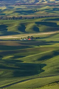 Eastern Washington Landscape Prints: Single distant red barn among rolling fields of wheat, Palouse region of eastern