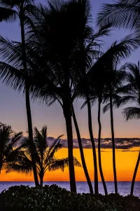 Palm Tree Silhouette Prints: Tropical Sunset