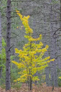 Yellow Maple Tree Print in Alger County Pine Forest Fall Scene