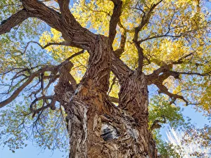 Utah, Capitol Reef National Park, Cottonwood Tree Utah, Capitol Reef National Park, Cottonwood Tree