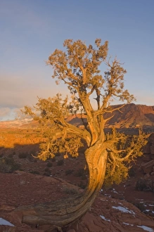 A Utah Juniper (Juniperus osteosperma) tree in wintertime, Capitol Reef National Park A Utah Juniper (Juniperus osteosperma) tree in wintertime, Capitol Reef National Park