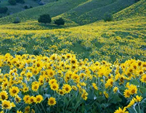 Arrowleaf Balsamroot Prints: UTAH. USA. Arrowleaf