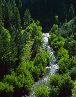 UTAH. USA. Logan River in Logan Canyon, Bear River Range. Wasatch-Cache National Forest UTAH. USA. Logan River in Logan Canyon, Bear River Range. Wasatch-Cache National Forest