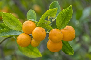 Valencia Orange, New Smyrna Beach, Florida, USA Valencia Orange, New Smyrna Beach, Florida, USA