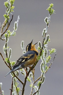 Seward Peninsula Birds Prints: Varied Thrush Singing