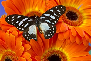 The Veined Swordtail Butterfly, Graphium leonidas The Veined Swordtail Butterfly, Graphium leonidas