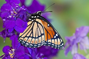 Viceroy Butterfly a mimic of the Monarch butterfly, Limenitis archippus Viceroy Butterfly a mimic of the Monarch butterfly, Limenitis archippus