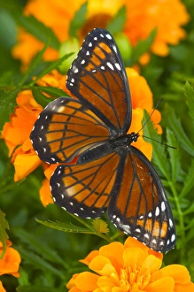 Viceroy Butterfly a mimic of the Monarch butterfly, Limenitis archippus Viceroy Butterfly a mimic of the Monarch butterfly, Limenitis archippus