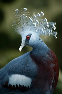 Victoria Crowned Pigeon (Goura victoria). Papua New Guinea.Bristol Zoo, July 2007 Victoria Crowned Pigeon (Goura victoria). Papua New Guinea.Bristol Zoo, July 2007