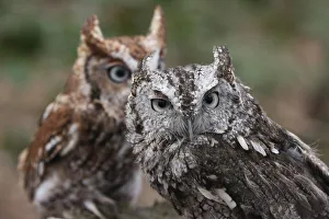 Vienna, Virginia. Pair of Eastern Screech Owls Vienna, Virginia. Pair of Eastern Screech Owls