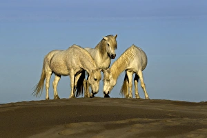 Side view of Camargue horses, southern France Side view of Camargue horses, southern France